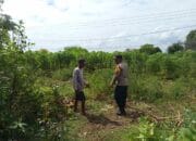 Bhabinkamtibmas Sekotong Barat Dukung Ketahanan Pangan Warga