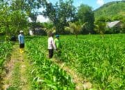 Bhabinkamtibmas Dorong Budidaya Jagung di Sekotong
