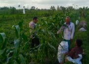 Bhabinkamtibmas Kuripan Utara Dampingi Petani Hadapi Kemarau Basah