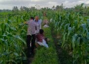 Bhabinkamtibmas Kuripan Utara Dukung Ketahanan Pangan Lewat Silaturahmi Petani