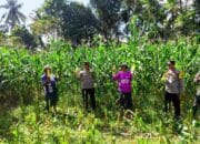 Ketahanan Pangan Diperkuat Lewat Panen Jagung Varietas Unggul di Lombok Barat