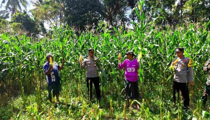 Ketahanan Pangan Diperkuat Lewat Panen Jagung Varietas Unggul di Lombok Barat