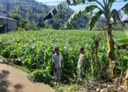 Polisi Sambangi Petani Jagung di Sekotong Timur, Dukung Ketahanan Pangan