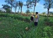 Polri Dorong Pertanian Produktif di Desa Pelangan, Sekotong