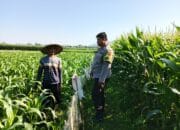 Polsek Lembar Sambangi Petani Jagung Sekotong Timur Dukung Ketahanan Pangan