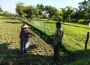 Bhabinkamtibmas Desa Jembatan Gantung Dorong Ketahanan Pangan Warga