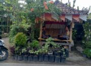 Bhabinkamtibmas Kuripan Dukung Ketahanan Pangan Lewat Edukasi Warga