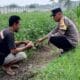 Polsek Kuripan Gandeng Warga Tongkek Wujudkan Swasembada Pangan Keluarga
