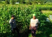 Bhabinkamtibmas Mareje Timur Tinjau Lahan Jagung Warga