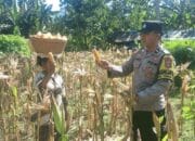 Bhabinkamtibmas di Sekotong Dukung Panen Jagung Warga Dusun Gelumpang