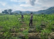 Sinergi Polisi dan Petani Dorong Ketahanan Pangan di Jembatan Kembar Timur