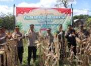 Polres Bima Kota Gelar Panen Raya Jagung Serentak Tahap Dua di Kelurahan Oimbo