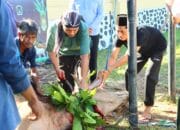 Polres Lombok Utara Rayakan Idul Adha Dengan Pemotongan Hewan Kurban