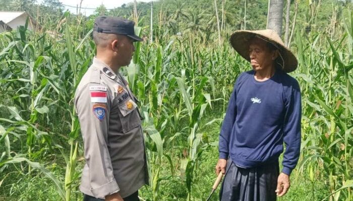 Bhabinkamtibmas Sekotong Dukung Petani Jagung Wujudkan Ketahanan Pangan