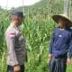 Bhabinkamtibmas Sekotong Dukung Petani Jagung Wujudkan Ketahanan Pangan