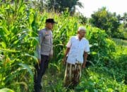 Polri Dukung Ketahanan Pangan di Mareje Timur Lewat Pengecekan Lahan