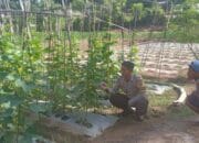 Dukung Ketahanan Pangan, Bhabinkamtibmas Desa Belo Dampingi Warga Kelola Tanaman Mentimun