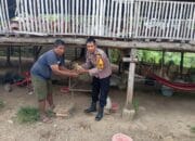 Jelang Hari Bhayangkara ke-79, Brigadir Kamaludin Bagikan 100 Bibit Ternak dan 1.000 Bibit Tanaman Bergizi kepada Warga Desa Sermong