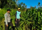 Sinergi Polri dan Petani di Mareje Timur Dukung Ketahanan Pangan