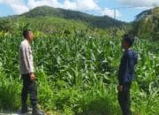 Polri Dukung Ketahanan Pangan di Eyat Mayang Lewat Pendampingan Petani Jagung