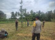 Bhabinkamtibmas Banyumulek Dampingi Petani Jagung Dorong Ketahanan Pangan