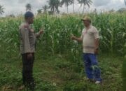 Bhabinkamtibmas Banyumulek Dampingi Petani Jagung Hadapi Panen di Kediri, Lombok Barat