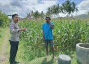 Bhabinkamtibmas Cendi Manik Dampingi Petani Jagung Dukung Ketahanan Pangan
