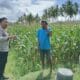 Perkuat Ketahanan Pangan, Polisi Bina Petani Jagung di Sekotong