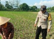 Bhabinkamtibmas Babussalam Dukung Petani Jagung di Lemukek Daya