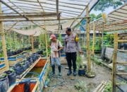 Bhabinkamtibmas Desa Bajur Dorong Ketahanan Pangan Lewat Pemanfaatan Pekarangan