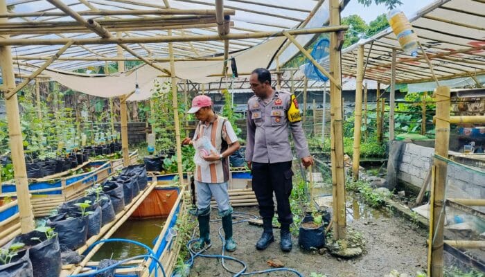 Bhabinkamtibmas Desa Bajur Dorong Ketahanan Pangan Lewat Pemanfaatan Pekarangan