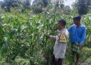 Bhabinkamtibmas Kediri Dukung Ketahanan Pangan Lewat Pendataan Petani Jagung