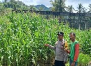 Ketahanan Pangan Dimulai dari Desa: Bhabinkamtibmas Pelangan Dampingi Warga Bertani