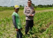 Bhabinkamtibmas Telagawaru Ajak Petani Wujudkan Swasembada Pangan Keluarga