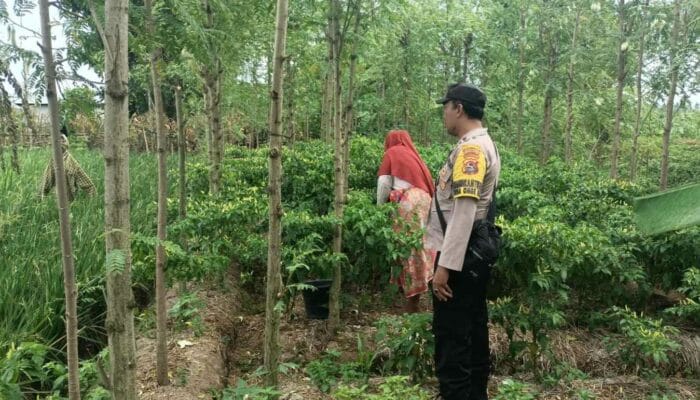 Panen Cabai di Desa Ombe Baru: Polri Dukung Swasembada Pangan Nasional