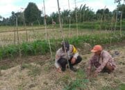 Bhabinkamtibmas Kuripan Ajak Warga Kembangkan Pertanian Keluarga untuk Ketahanan Pangan