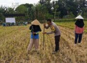 Polsek Kuripan Dukung Petani Jagung Kuripan Utara Tingkatkan Ketahanan Pangan