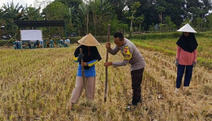 Polsek Kuripan Dukung Petani Jagung Kuripan Utara Tingkatkan Ketahanan Pangan
