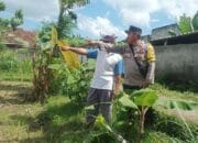 Dusun Dawung Gerakkan Swasembada Pangan dari Pekarangan Rumah
