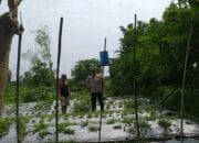 Bhabinkamtibmas Desa Jagaraga Dorong Warga Kuripan Wujudkan Ketahanan Pangan Keluarga