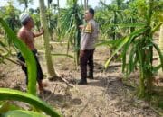 Bhabinkamtibmas Gelogor Dukung Petani Jaga Ketahanan Pangan