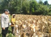 Panen Jagung Sukses di Gerung Selatan, Sinergi Polri dan Petani Berbuah Hasil