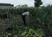 Bhabinkamtibmas Labuapi Dorong Optimalisasi Lahan Demi Ketahanan Pangan