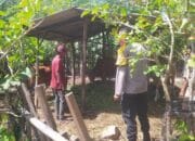 Bhabinkamtibmas Dukung Peternakan Sapi Warga di Batu Putih