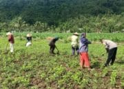 Pemanfaatan Pekarangan Dorong Ketahanan Pangan di Desa Kuripan