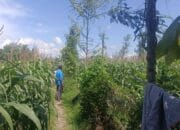 Bhabinkamtibmas Desa Beleka Dampingi Petani Jagung Jelang Panen