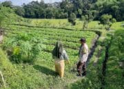 Bhabinkamtibmas Dorong Ketahanan Pangan di Dusun Nyiur Gasing, Lombok Barat