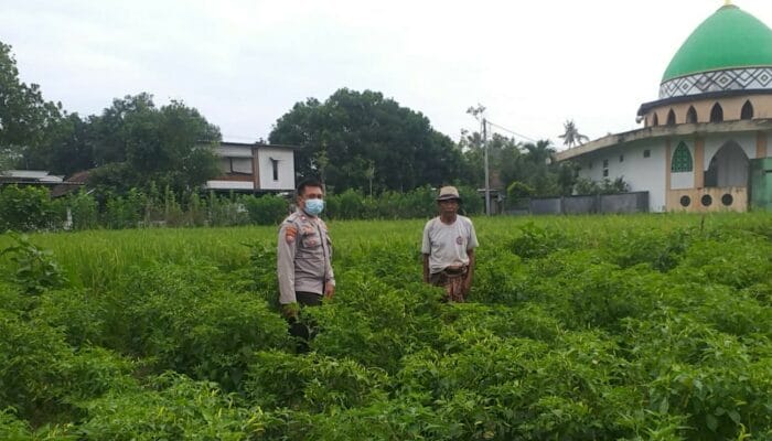 Polsek Kuripan Dorong Ketahanan Pangan dari Pekarangan Warga Jagaraga