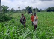 Bhabinkamtibmas Montong Are Dukung Petani Tingkatkan Ketahanan Pangan