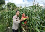 Bhabinkamtibmas Dorong Ketahanan Pangan di Labuapi melalui Pemanfaatan Lahan Warga